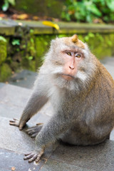 Naklejka premium Macaque monkey at Monkey Forest, Bali, Indonesia