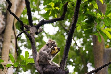 Macaque monkey at Monkey Forest, Bali, Indonesia