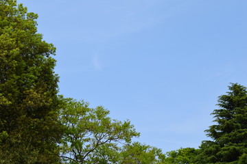 新緑と青空