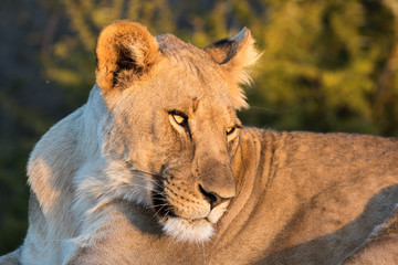 Lion
