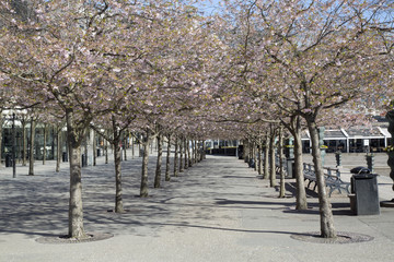 Fototapeta premium Blossom on Trees, King’s Garden; Stockholm
