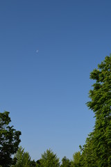 Obraz premium 青空と月と新緑