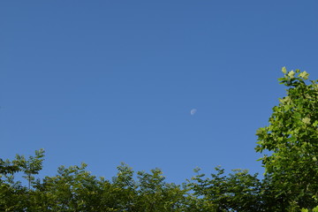 青空と月と新緑