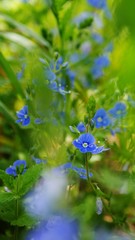 Цветы полевые, синие цветы
