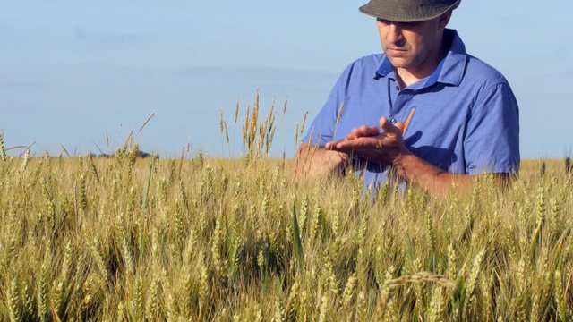 Un agriculteur dans ses champs de c&eacute;r&eacute;ales contr&ocirc;lant leurs croissance