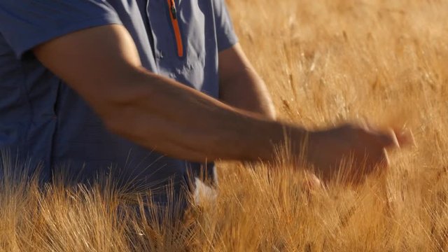 Un agriculteur dans ses champs de c&eacute;r&eacute;ales contr&ocirc;lant leurs croissance