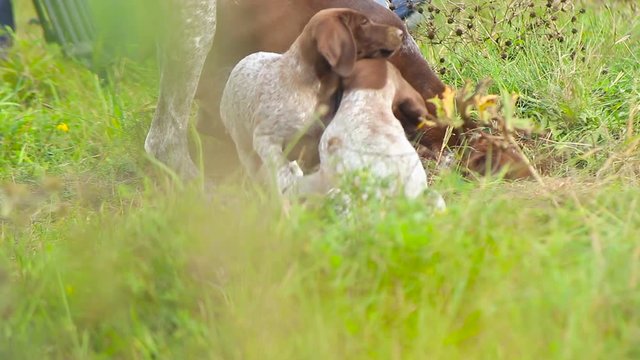 Several puppies run after their mother. The breed kurtshaar