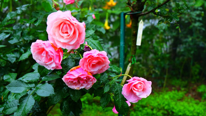 Rose garden in foggy day.