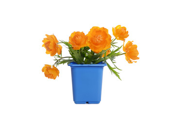 Orange flowers in a flower pot