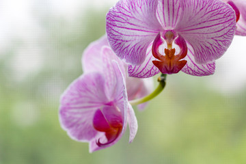 Naklejka na ściany i meble Pink orchid flower closeup in a sunlight