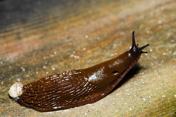 Spanish Slug (Arion vulgaris) on wood
