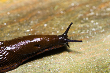 Spanish Slug (Arion vulgaris) on wood