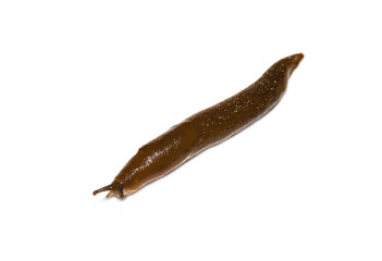Spanish Slug (Arion vulgaris) isolated on white background