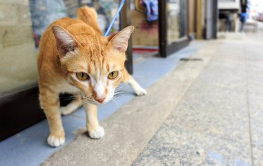 colseup cat with soft-focus in the background, over light