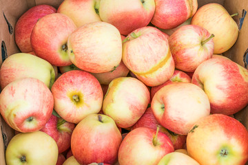 Frost damaged organic gala apples