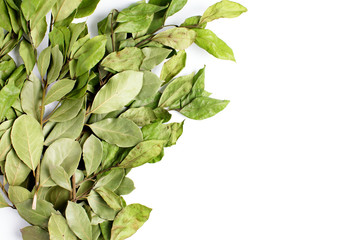 Branches of laurel bay leaves on white