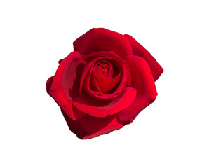 Rose flower on white background.