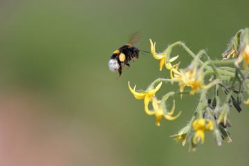 Hummel beim Sammeln