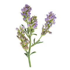 Alfaalfa herb on white