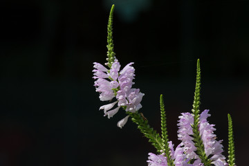 꽃을 찾아다니는 잠자리와 나비