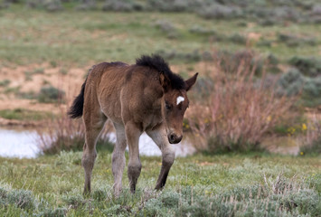 Wild Mustang