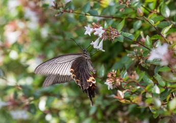 꽃을 찾아다니는 잠자리와 나비