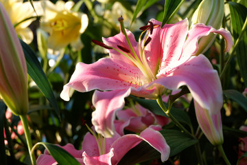 Close up Lilly flower in the garden during evening sunset