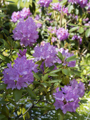 Flowering plants in the garden. 