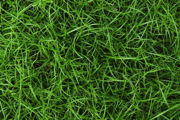 Green Grass Texture