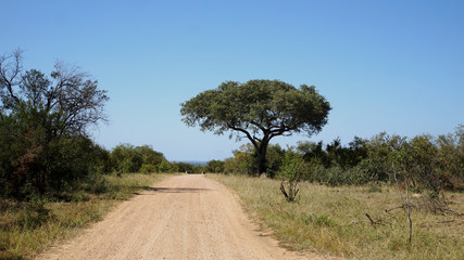 Fototapeta na wymiar Im Krüger Nationalpark/Schirmakazie im Krüger Nationalpark in der Provinz Mpumalanga in Südafrika, Sandpiste durch das Buschland, blauer wolkenloser Himmel