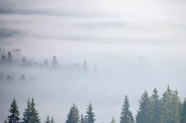 Selbstklebende Fototapete Wald im Nebel Landschaft mit Nebel und Fichtenwald in den Bergen