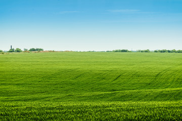 Fototapeta na wymiar landscape green meadows