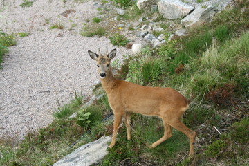 Deer