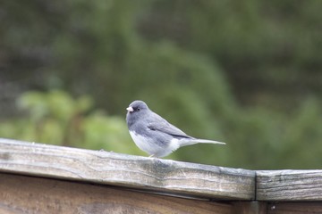 Junco