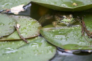 Green Frog in the Pond