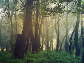 Morning in the forest. Sunlight breaks through the tangle of branches of trees. Summer morning landscape, toned
