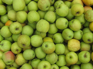 ripe apples harvest