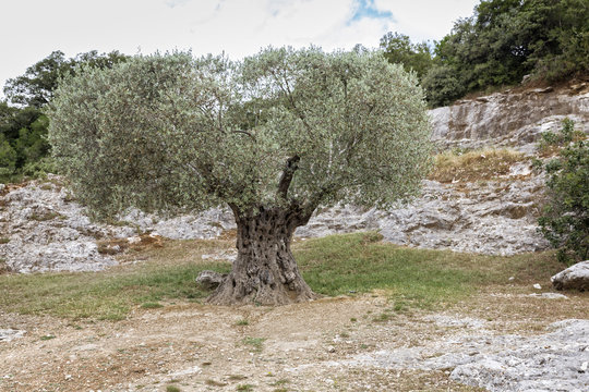 Uralter Olivenbaum in Frankreich
