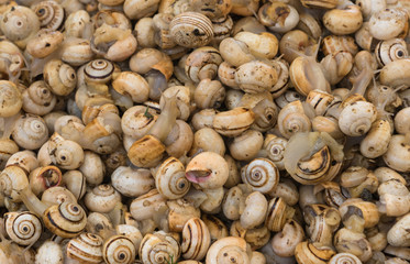 Snails in the Market