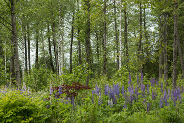 Obraz premium blue flowers field against forest at sunny day