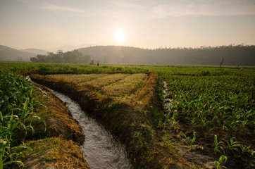 Corn farm