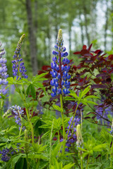 wild blue flower against green forest