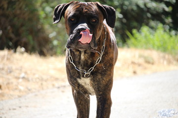 chien mignon qu ise lèche les babines