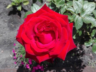 piękna czerwona róża