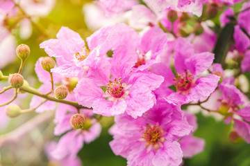 Beautiful pink flower Queen's Crape Myrtle or Queen’s flower soft focus 