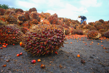 Harvested oil palm fruits with workers in background