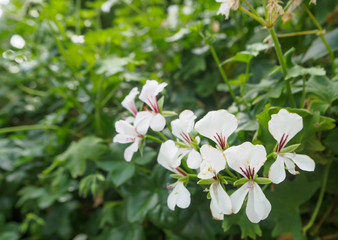 Impatiens tinctoria