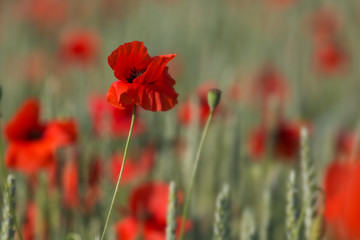 Mohn