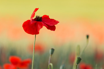 Mohn