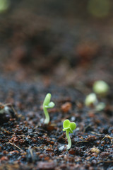 Emergence of seedlings from ground